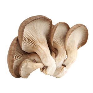 Organic Black Oyster Mushroom Pack 150g