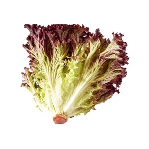 Organic Red Lettuce 1 bunch