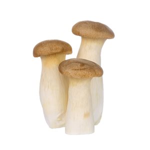 Mini Champignon King Huître Biologiques 170g